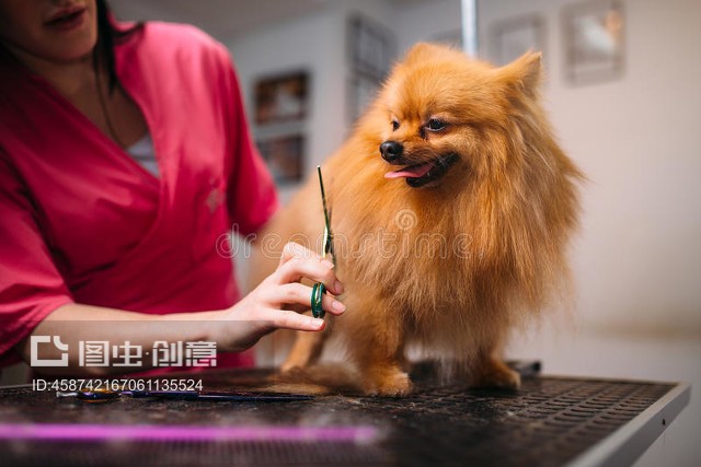 寵物美容儀 專業(yè)工具提升寵物美容服務(wù)質(zhì)量